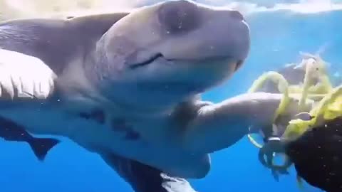 This is a beautiful and charming water-dwelling species