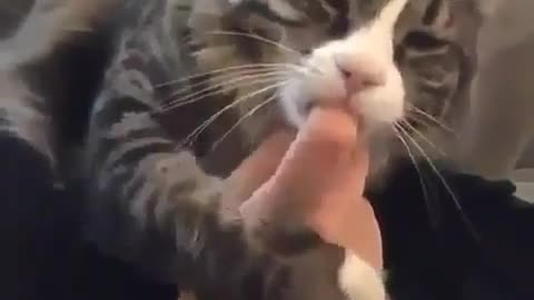 Funny cat