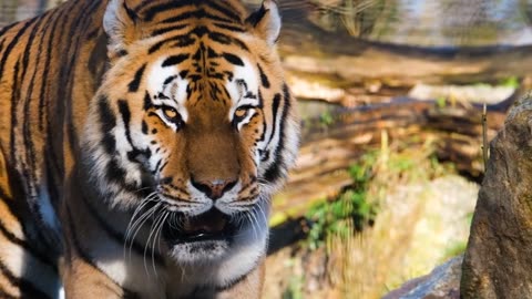 Tigers in slow motion