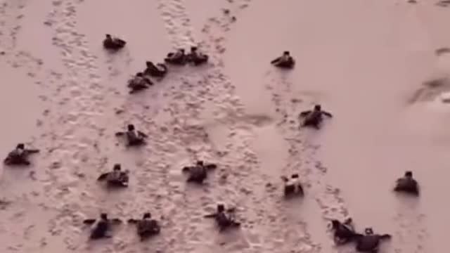 New born babies 🐢😍