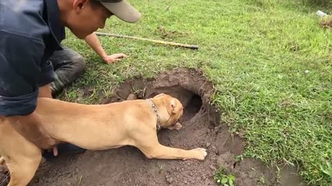 Watch the dog bravely catch big snakes