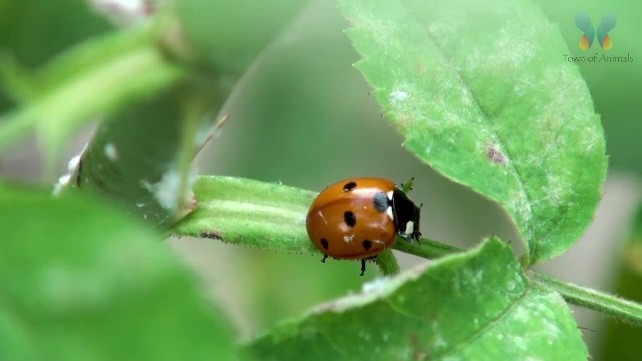 Amazing Insects Word