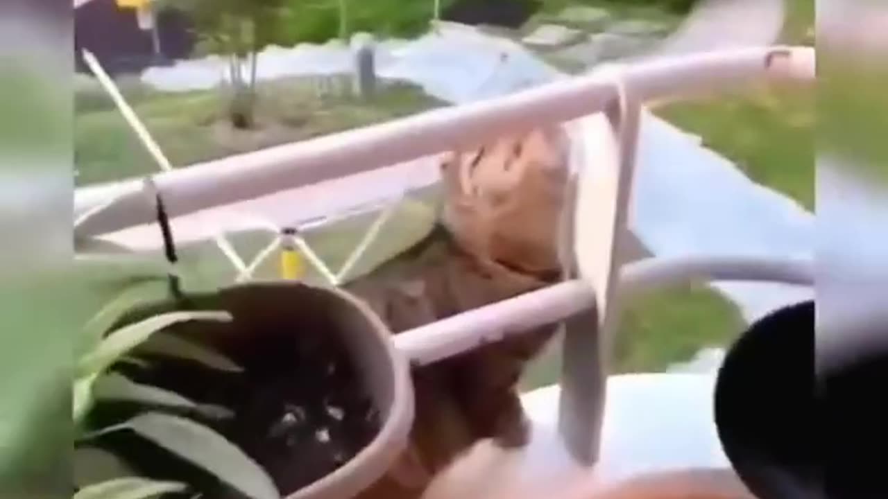 Funny cat's