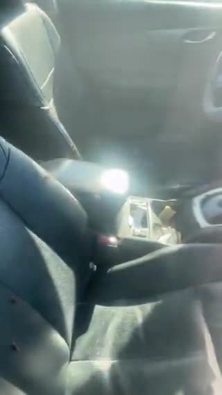 Roaches infected car