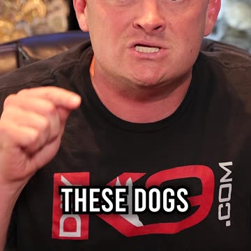 Top 3 Dog Breeds for Boar Hunting