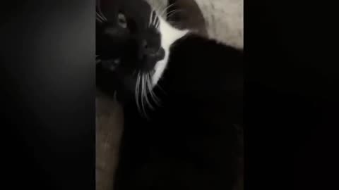 funny videos