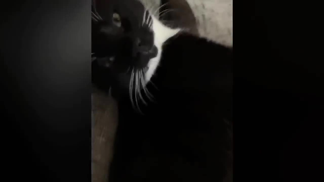 funny videos