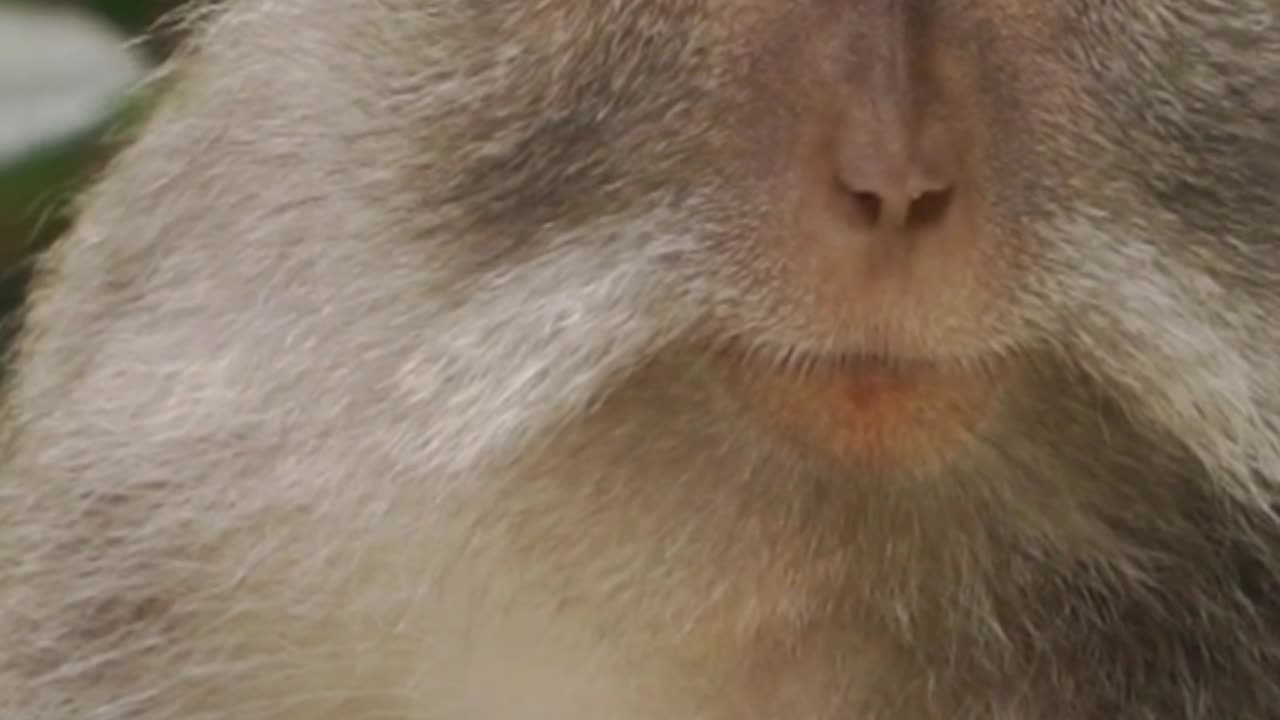 Monkey videos