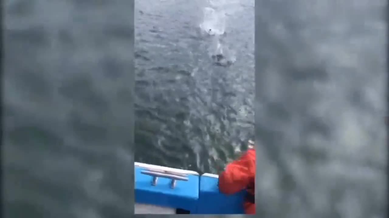 Rescuers sound the baby sea otter to draw out the mother sea otter,