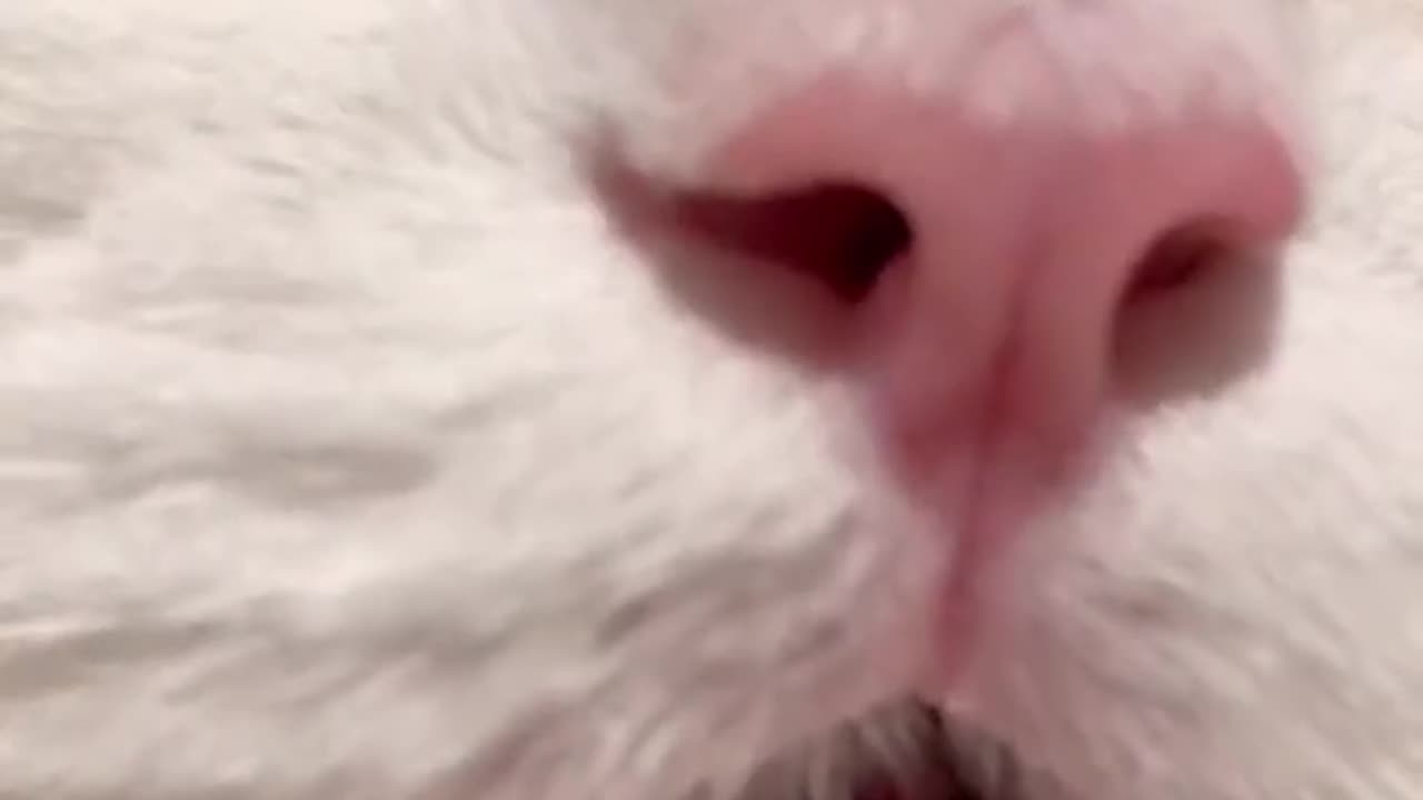 Funny & Cute Animals viral videos funny animals