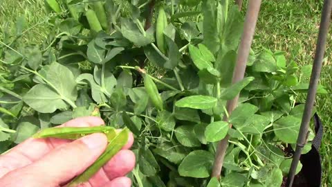 Gardening Update - Peas, Lettuce, Carrots, and Gophers