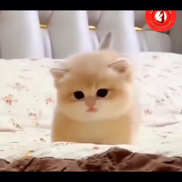 😹😻"Adorable Baby Kitten's Sweet Meow"😻😹