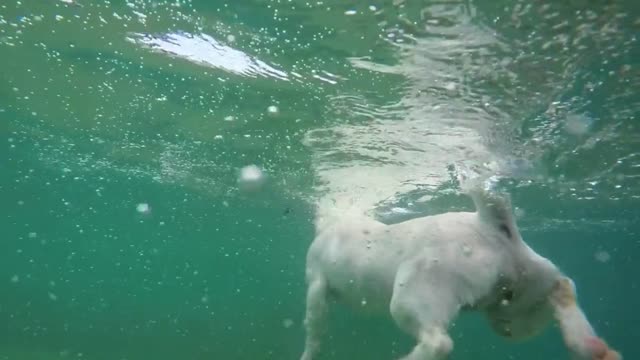 Dog Swimming at a Beach for the First Time | OMG Must Watch | Puppy Swimming First Time