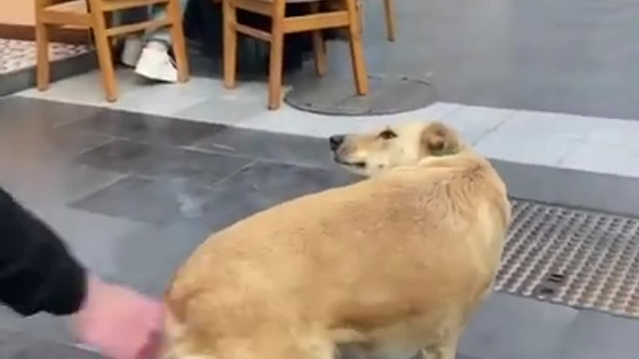 Funny Fails Compilation🤣🤣😂😂#viral#best fails#comedy#funn