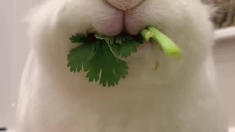 Rabbit so funny reaction