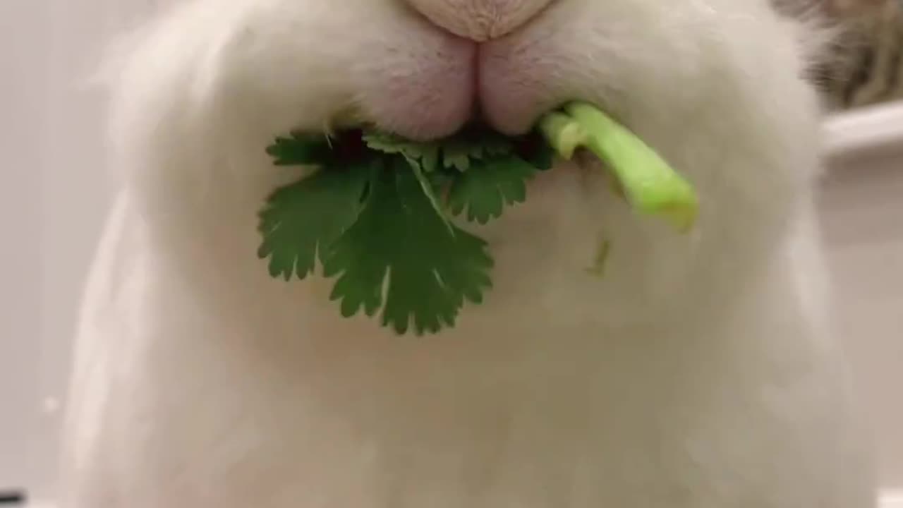 Rabbit so funny reaction