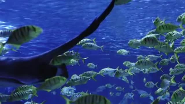 Swimming fish