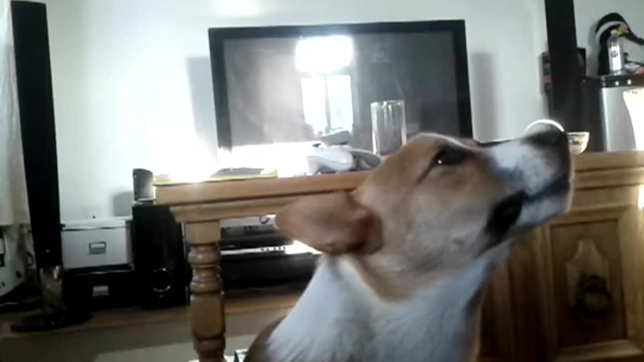 Small dog sings along to radiohead