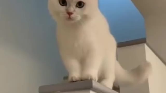 Cat cute