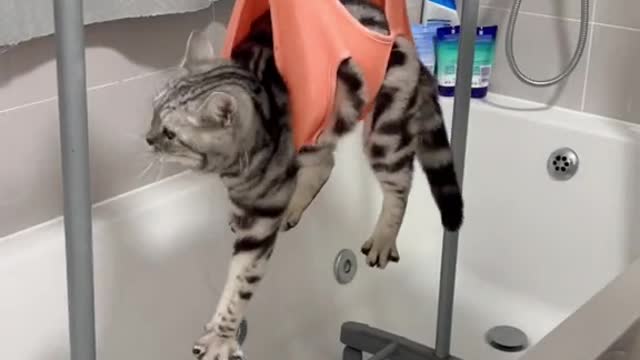 Cat's Get Their Claws Trimmed FAlLED