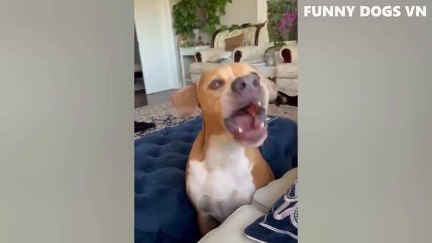 Funniest Animals Video - Funny Dogs And Cats - Try Not To Laugh Animals 2022