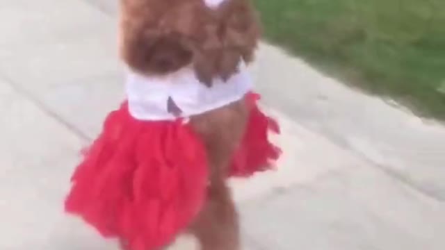 Funny puppy running in 2 legs