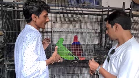 Many More New Exotic Parrots Breeding Pairs In Our Farm - Most Powerful Dog Breed