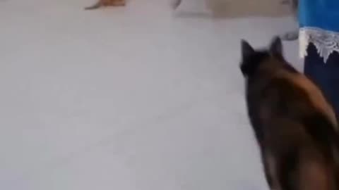 Dog and cat fight