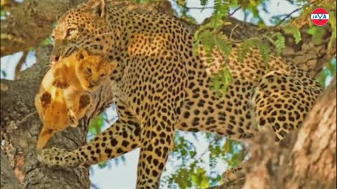 Dramatic! The courage of a mother leopard to face a tiger who stole her cub