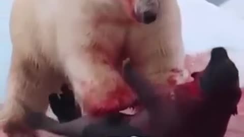 Survival mode polar bear vs seal__