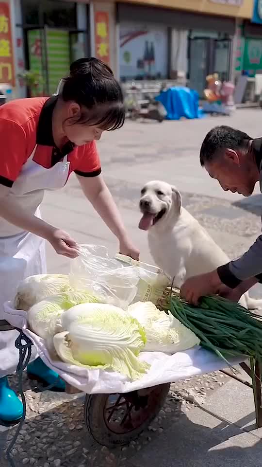 GOOD DOG HELP HIS HOOMAN SELL THE VEGETABLES.mp4