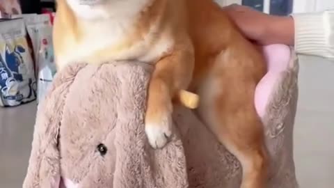 Funny animals|funny videos|