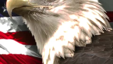 2450. 🚨 GET BIDEN 🚨 "GET SERIOUS" -Gorka