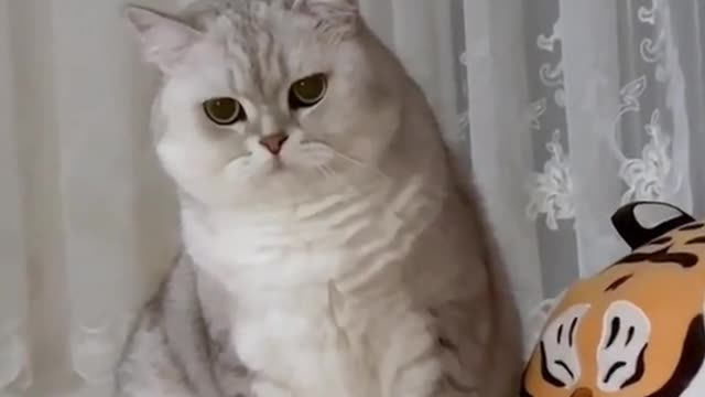 Are you forgetting something I haven’t eaten yet 😡
