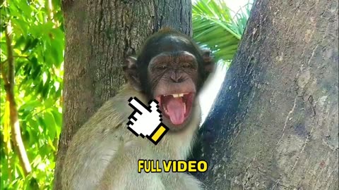 FUNNY MONKEY VIDEO 😂😂