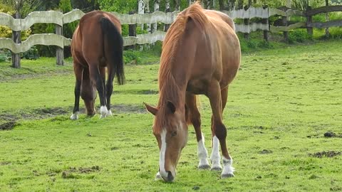 Horses are in nature.