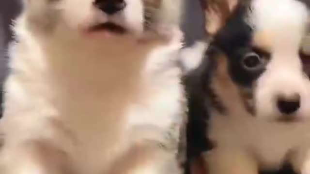 The world of dogs is too sincere