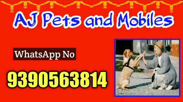 good quality Pomeranian puppy and American cat for sale in telugu 93980 37676 aj pets