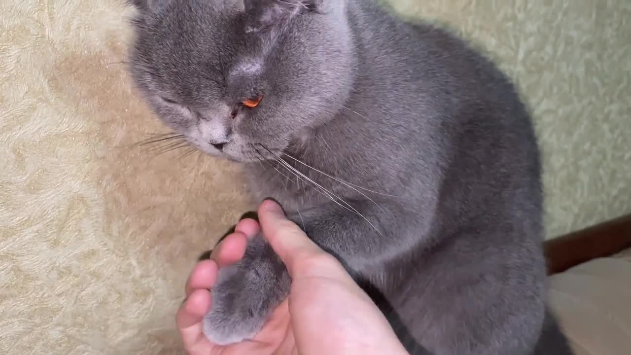 Unusual Reaction to Paw Massage