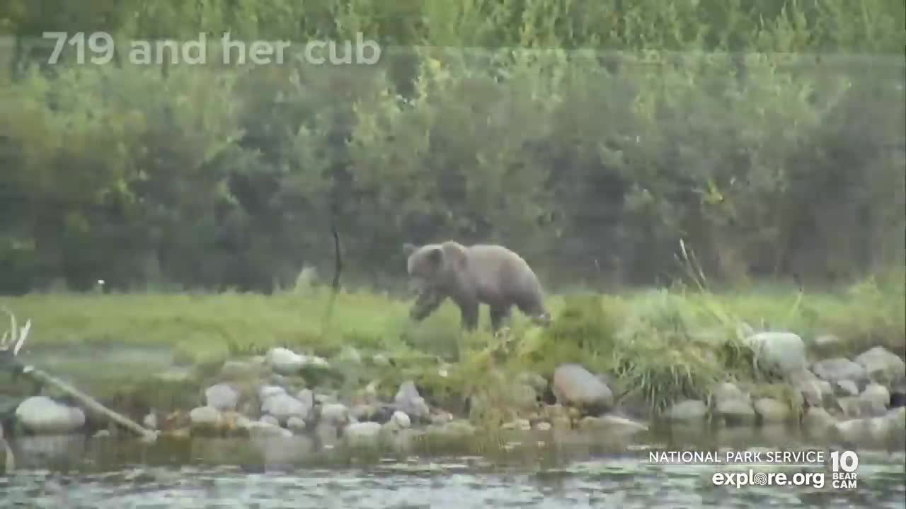 32 Chunk, 435 Holly and More are Back for the Fall Feast | Best of Bear Cam