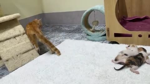 Amazing birth