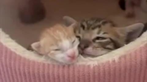 Very beautiful cats