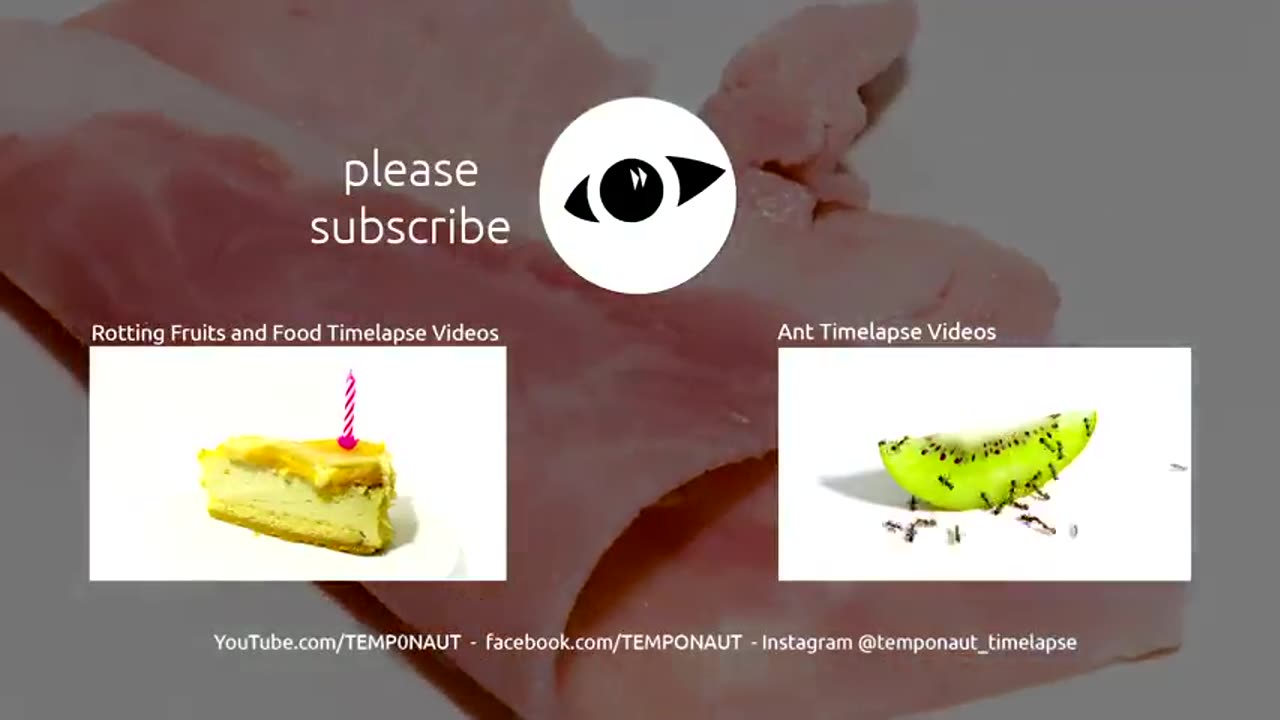 Ants vs Ham Time-lapse