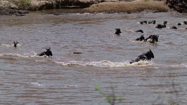 Nile Crocodile Catches Wildebeest