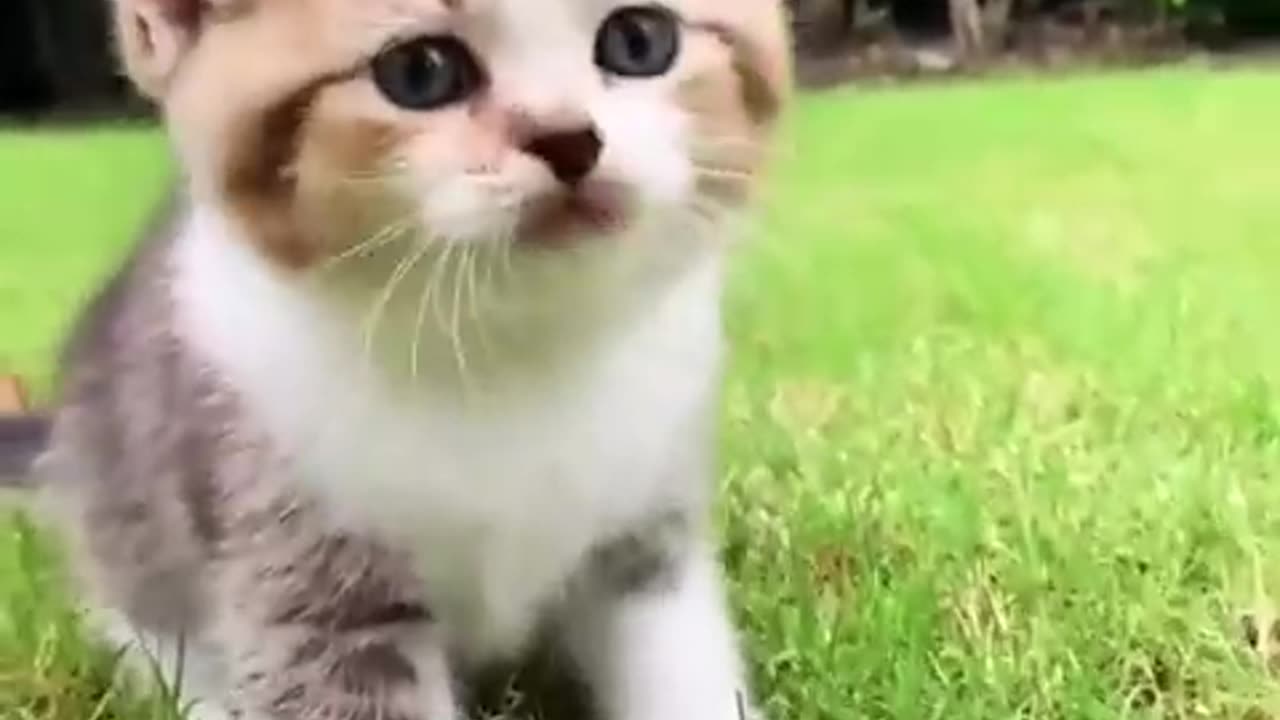 Cute little kitten