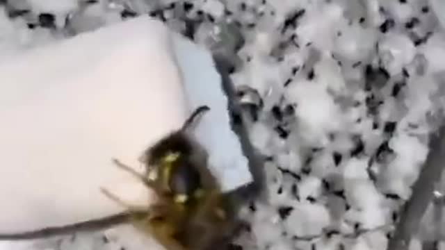 Ha ha, Bee propeller