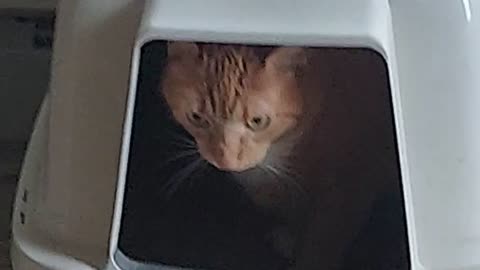 The Face of a Pooping Cat