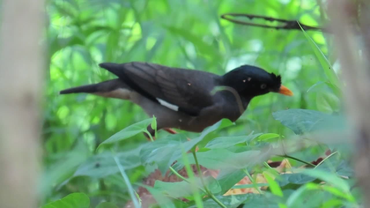 Jungle Myna eating jackfruit