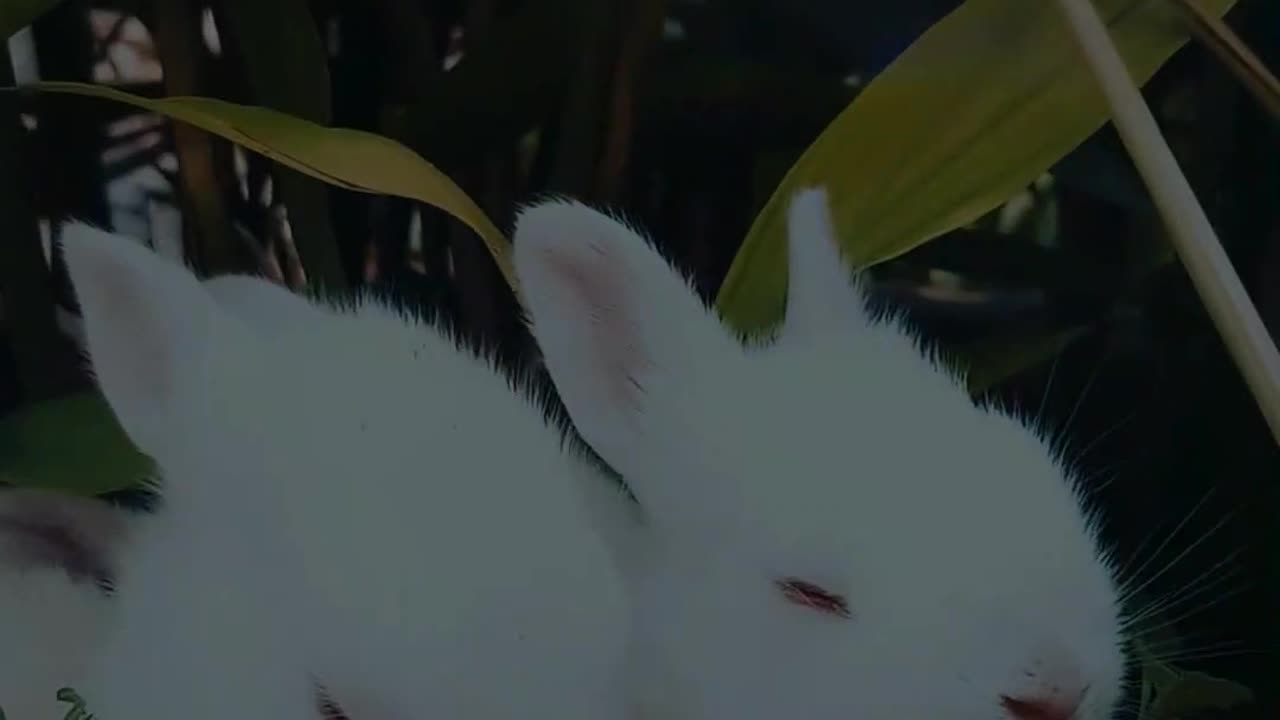 The Cutest Bunnies Ever