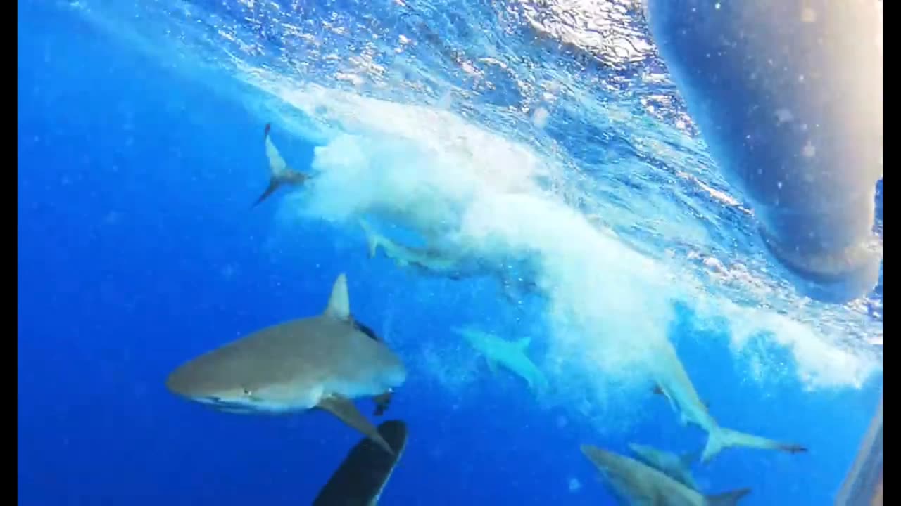 Shark cage scare